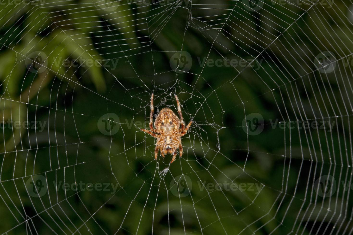 Spider hanging from its web photo