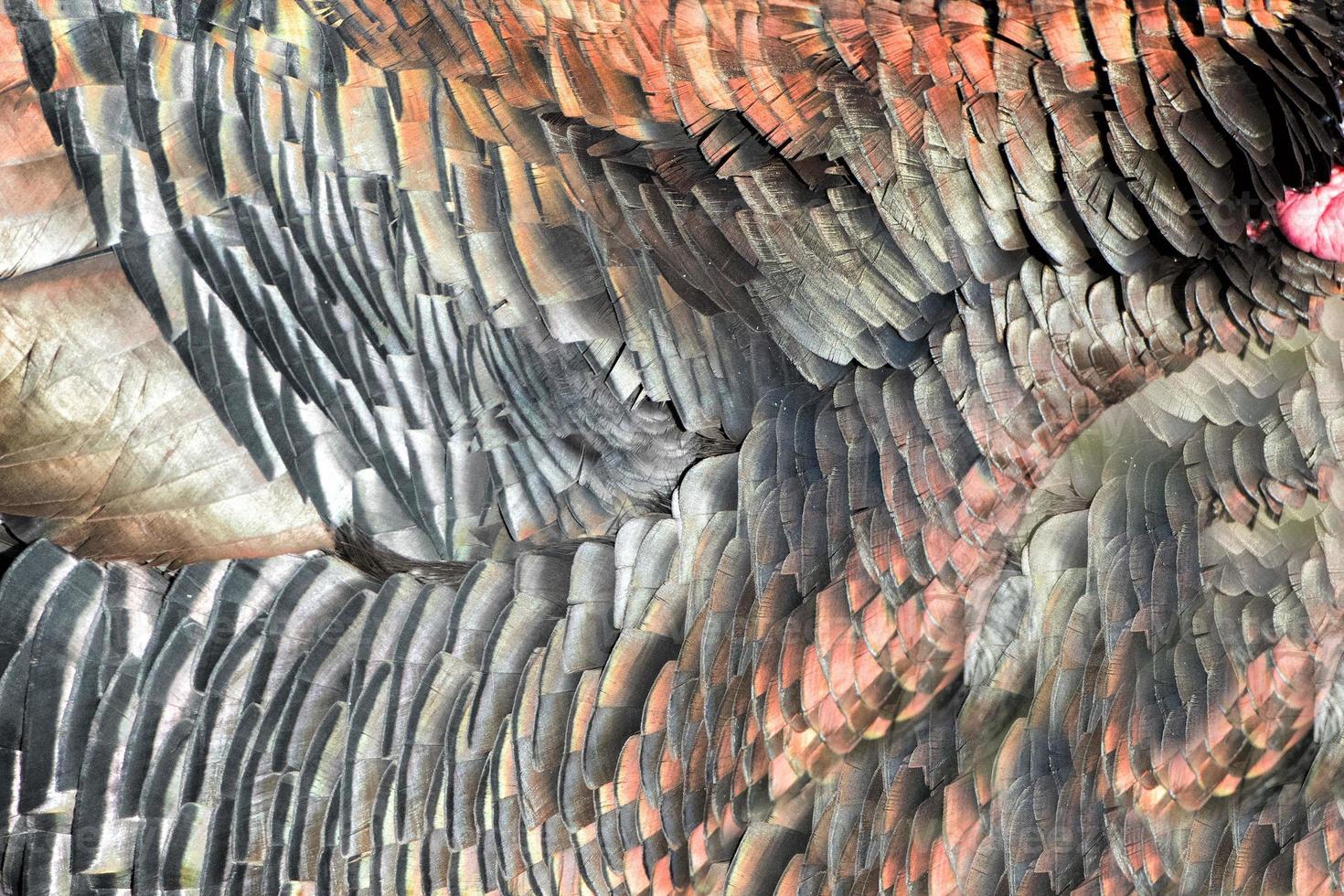 Turkey feathers rainbow metallic background photo