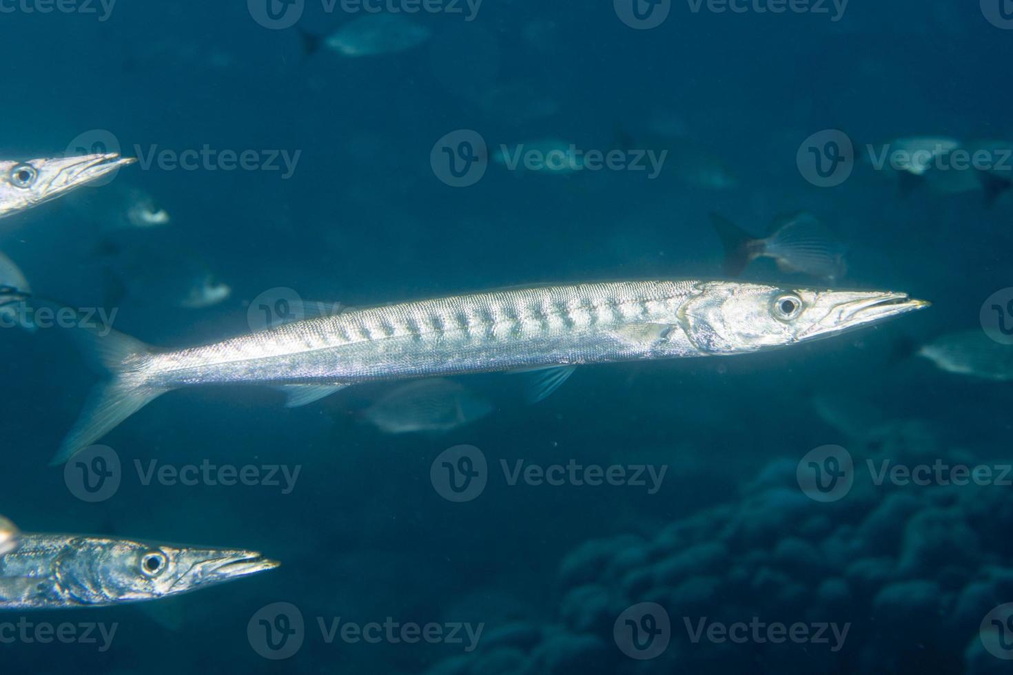 pez barracuda bajo el agua foto