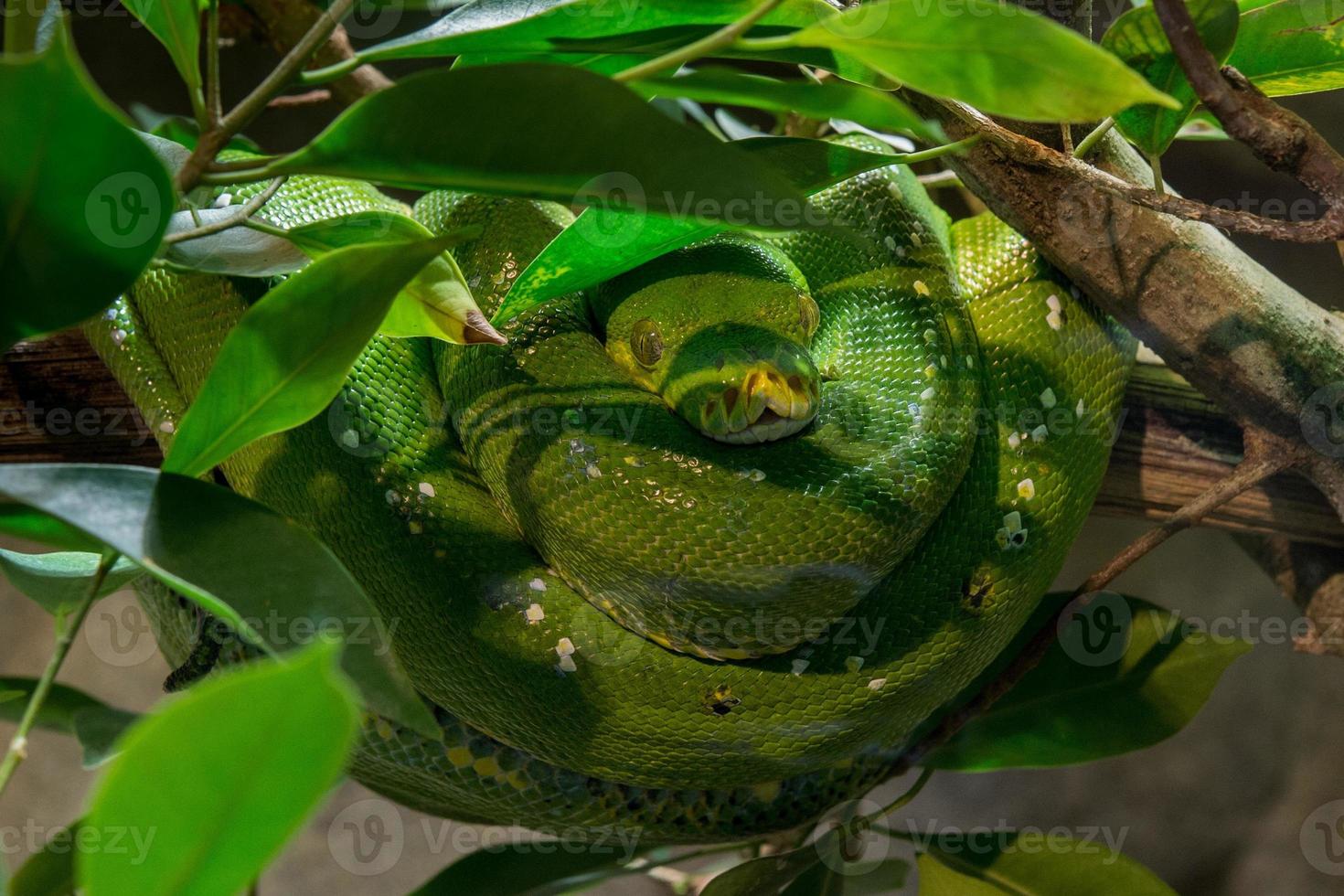 green python on a tree photo