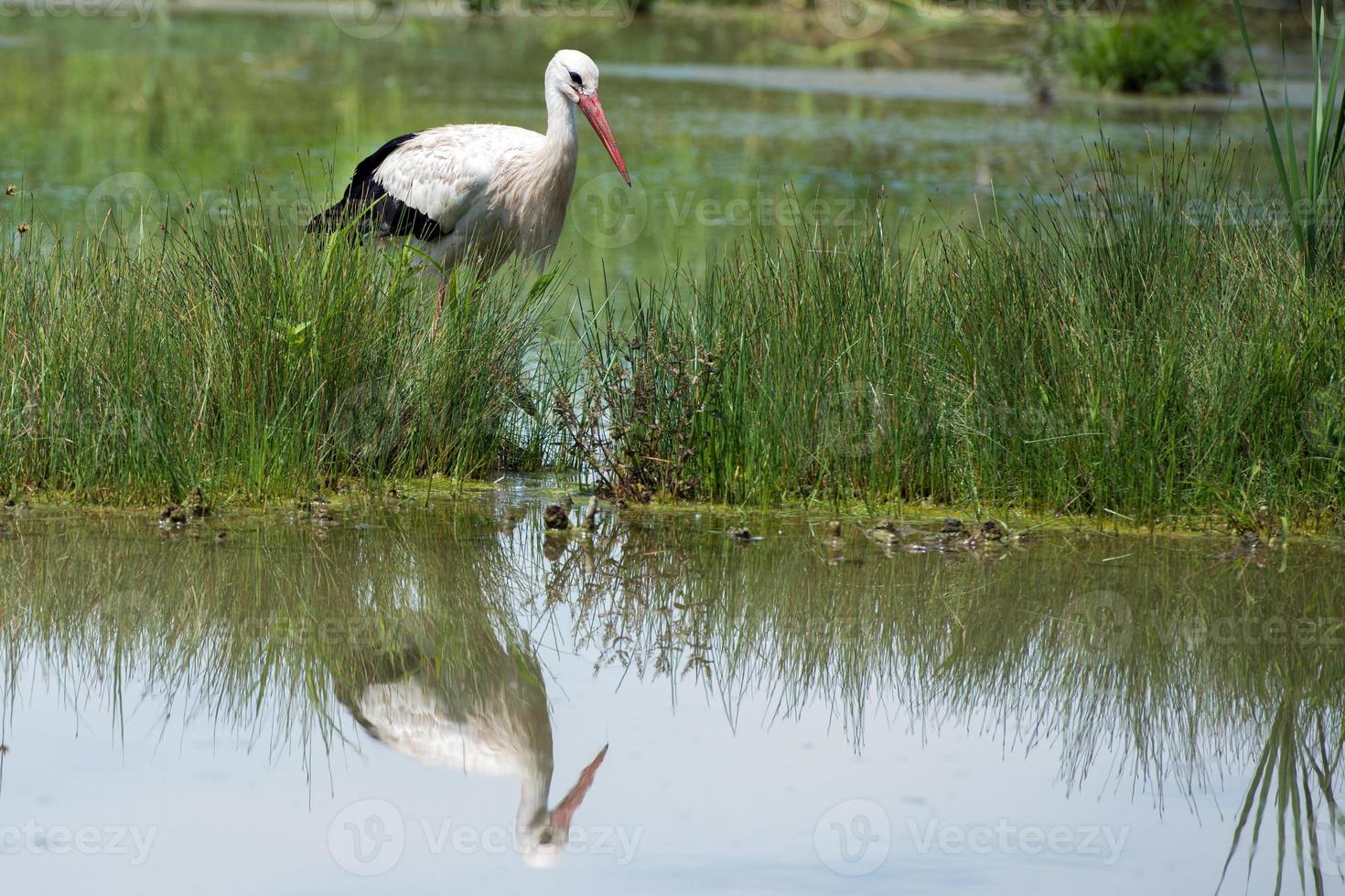 Stork portrait while reflecting on swamp water photo