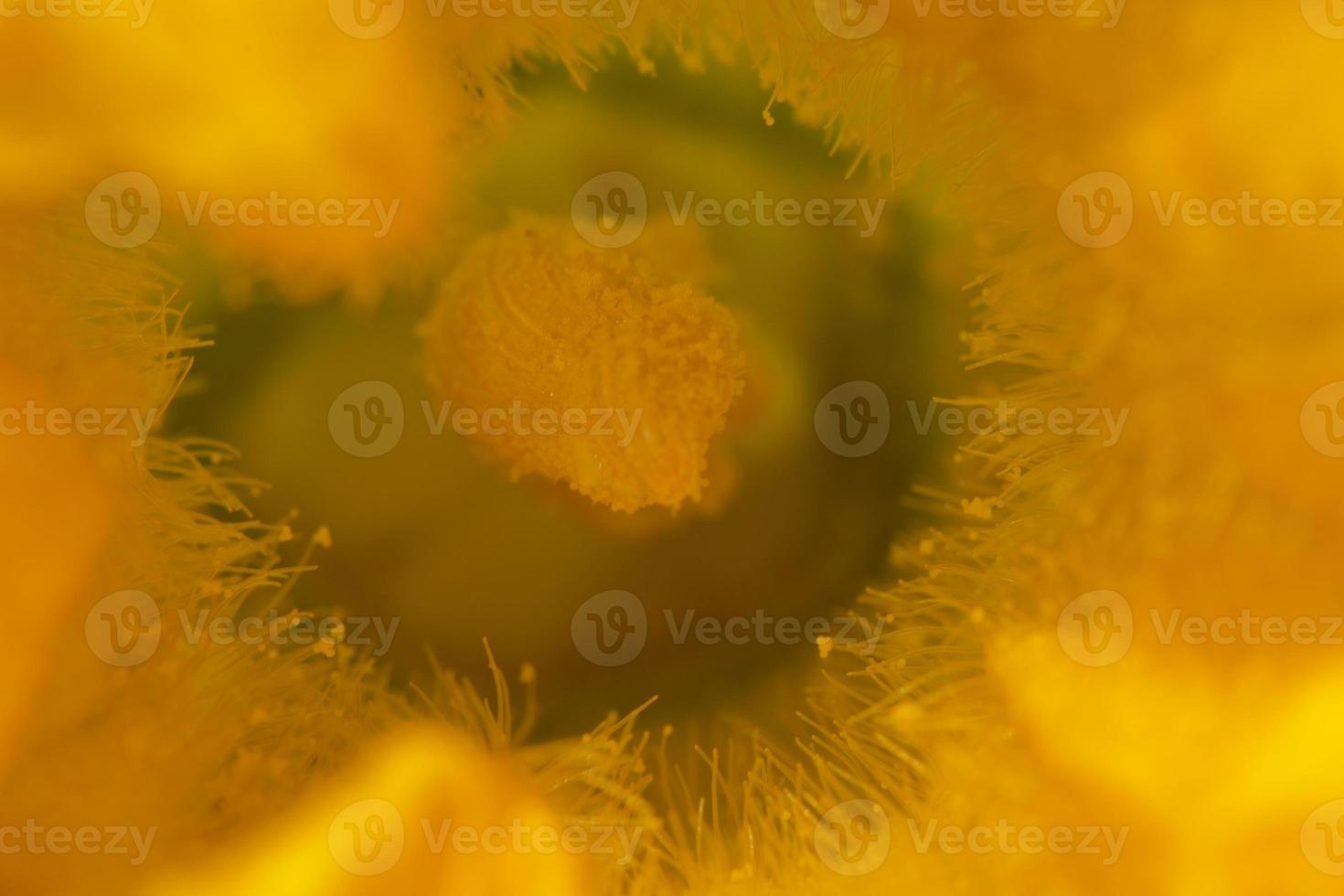 courgette yellow flower pistil zucchini macro photo