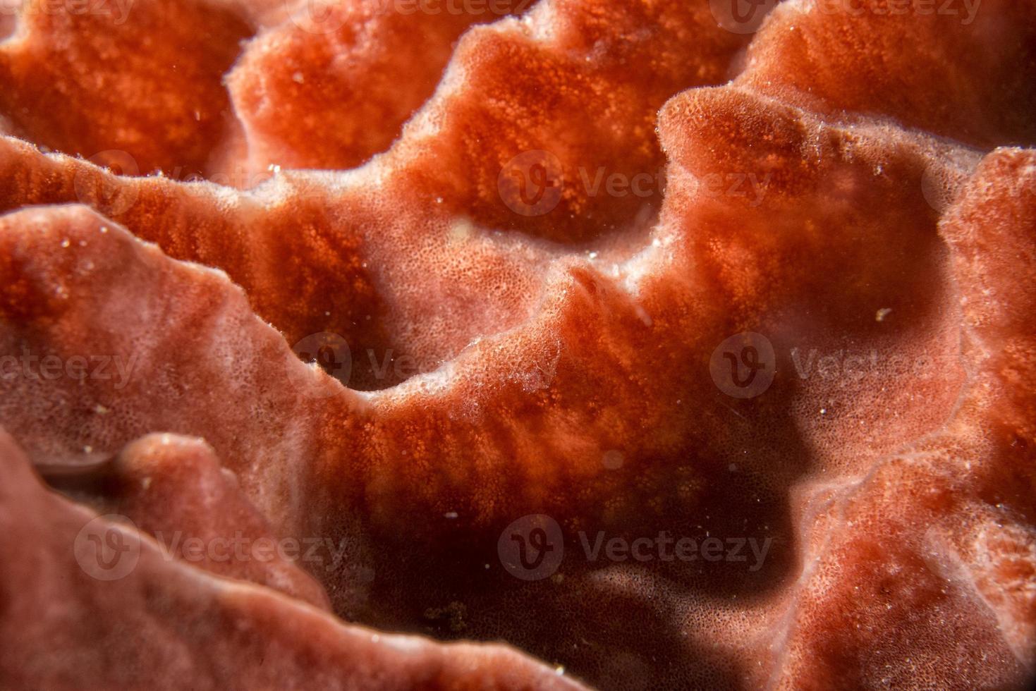 Hard coral macro detail while diving in Indonesia photo