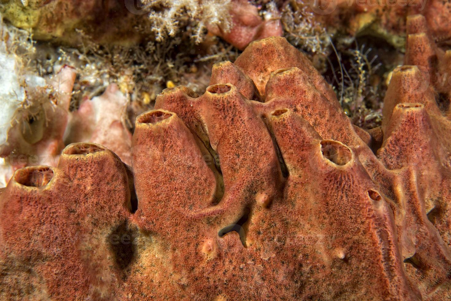 Hard coral macro detail while diving in Indonesia photo