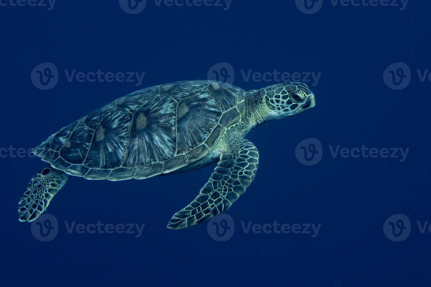 un retrato de tortuga marina de cerca mientras te mira foto