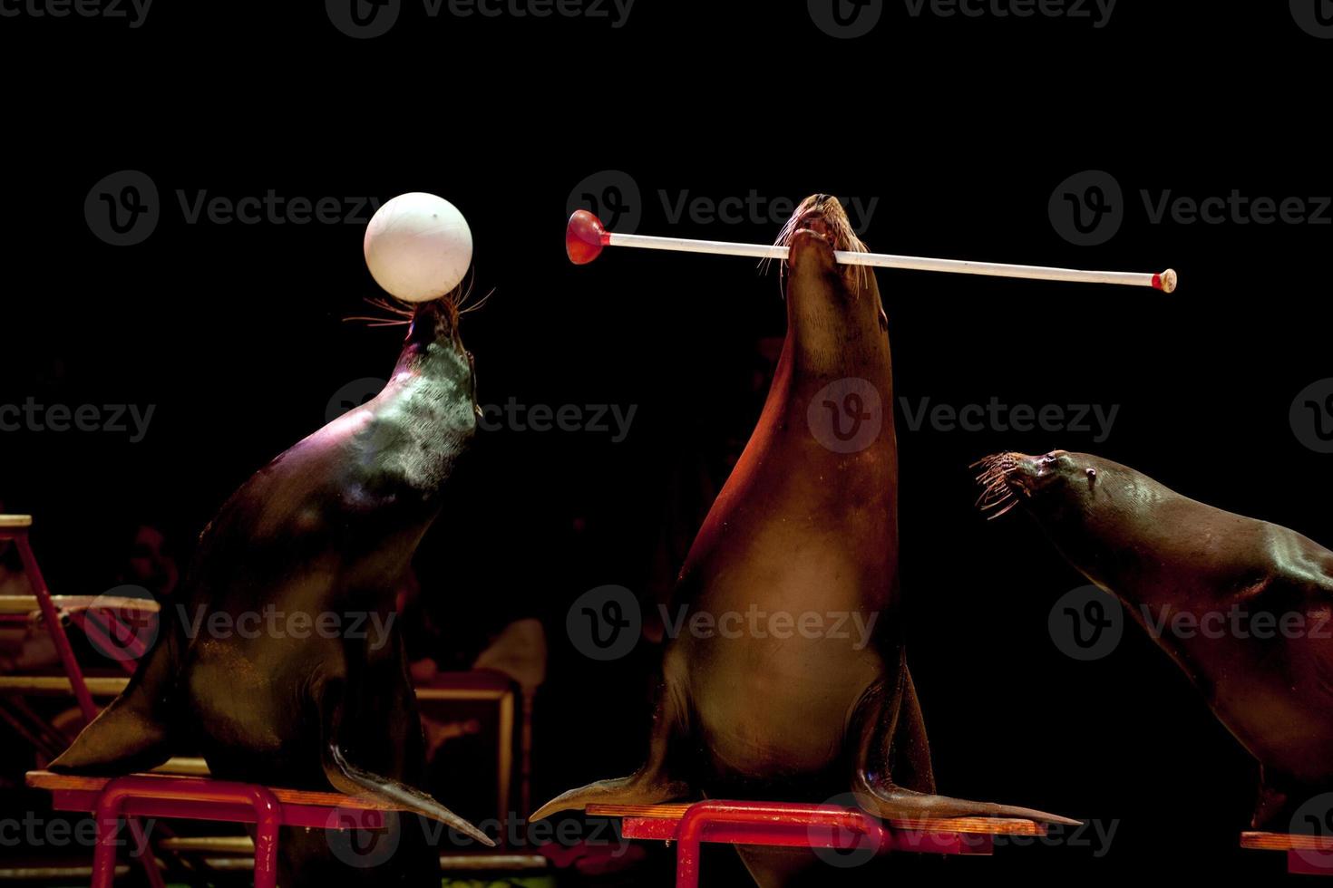 Circus Seal while playing on the black background photo