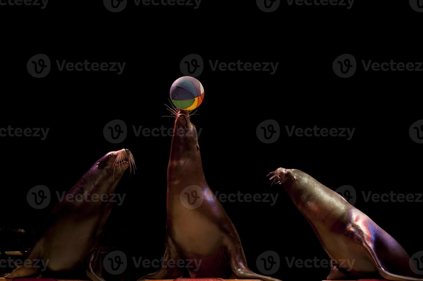 Circus Seal while playing on the black background photo