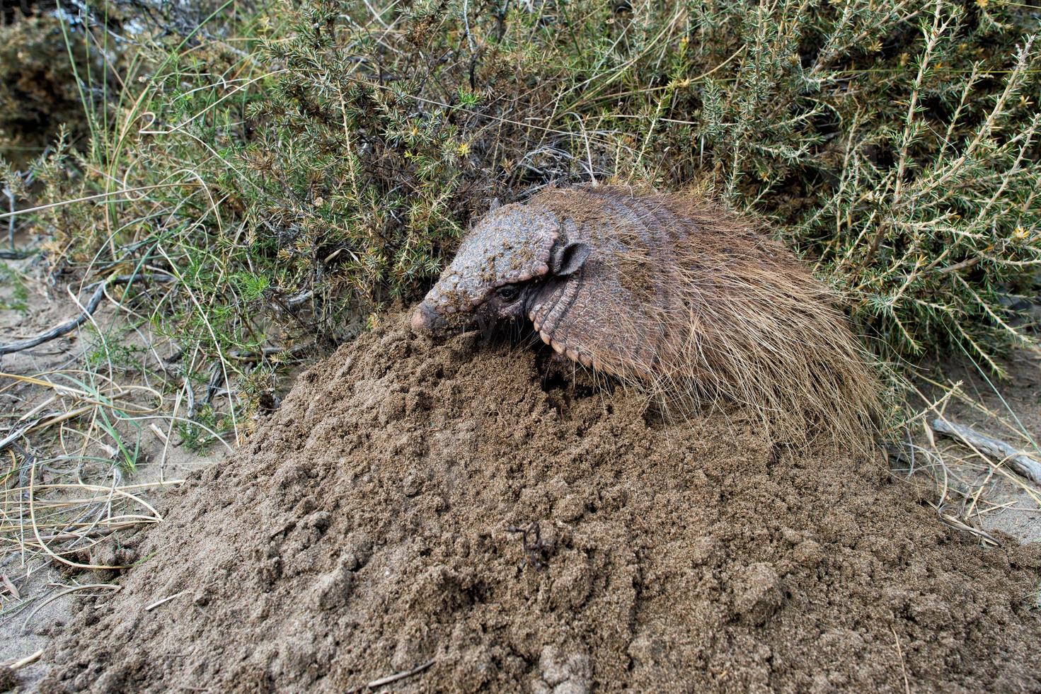Sud America armadillo close up portrait photo