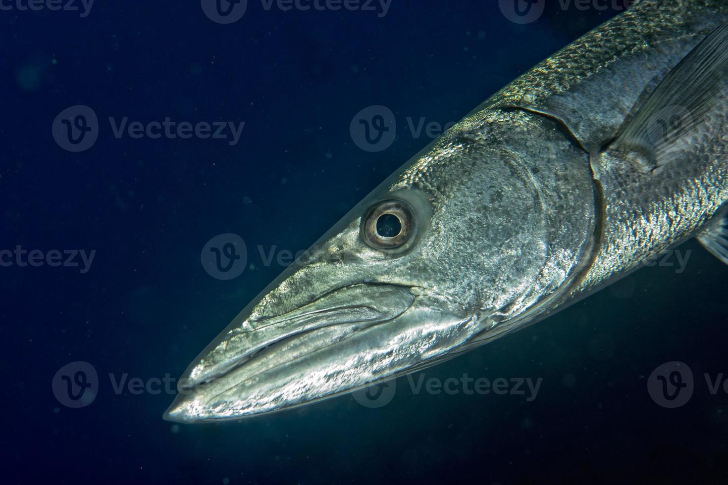 pez barracuda bajo el agua foto