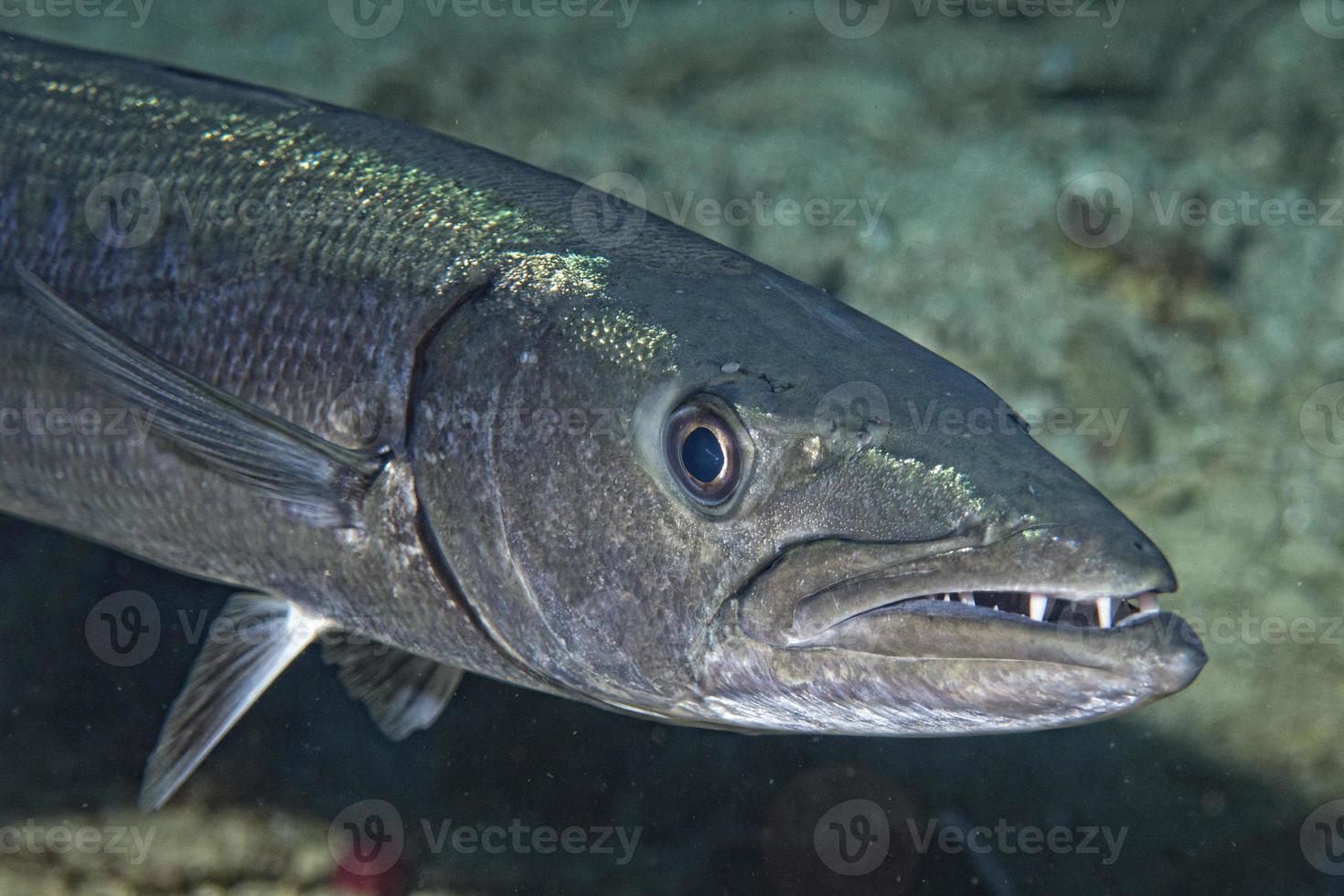 pez barracuda bajo el agua foto