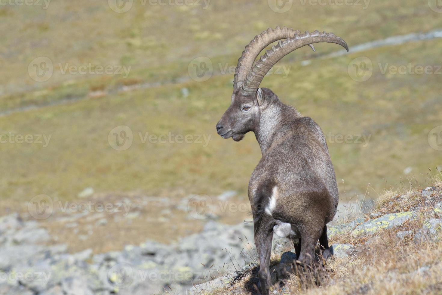 Isolated ibex deer long horn sheep Steinbock photo