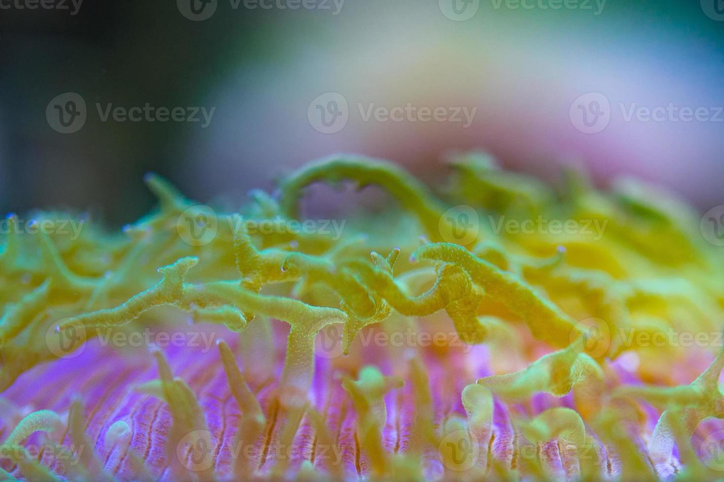 macro de coral duro en luz de buceo nocturno foto