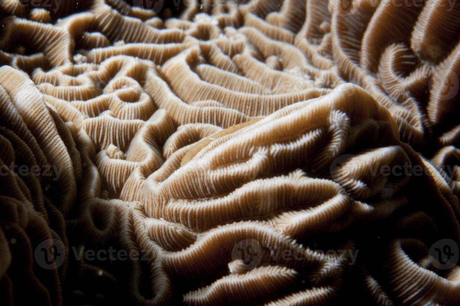 macro detalle de coral duro de raja ampat, papua indonesia foto