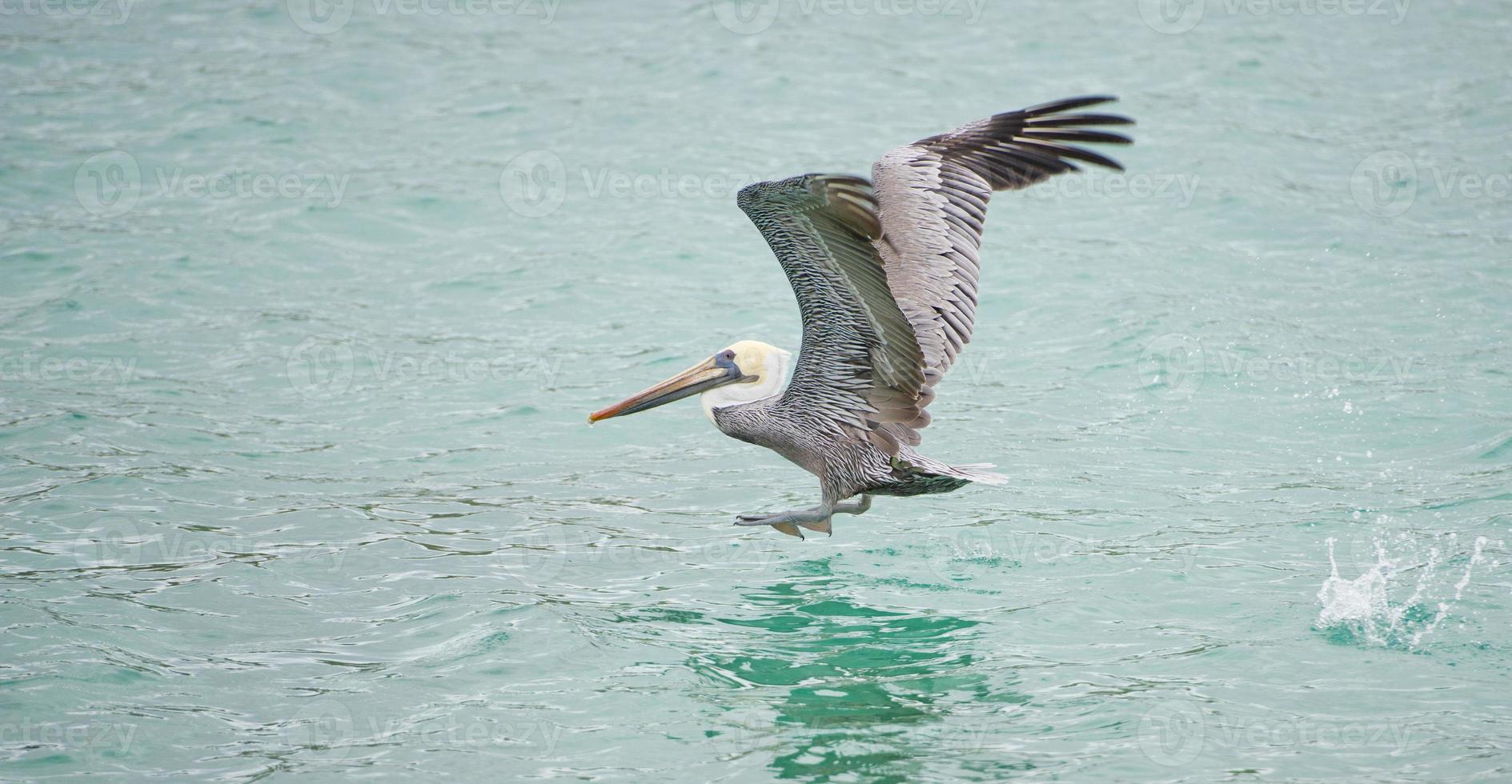 Pelican while flying photo