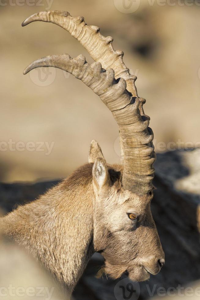 Isolated ibex deer long horn sheep Steinbock photo