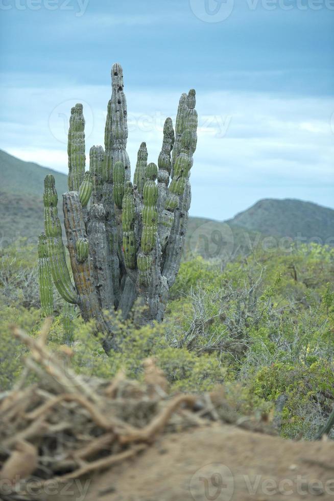 mexican cactus in baja california photo