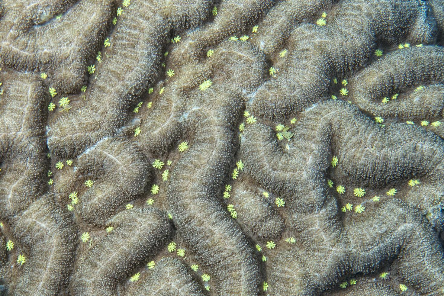 Hard coral macro detail while diving in Indonesia photo