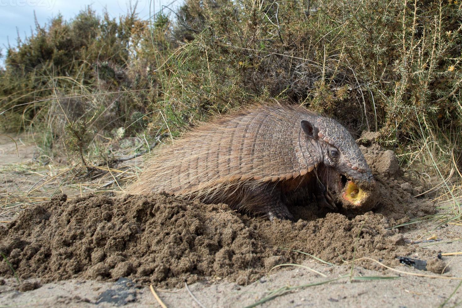 Sud America armadillo close up portrait photo