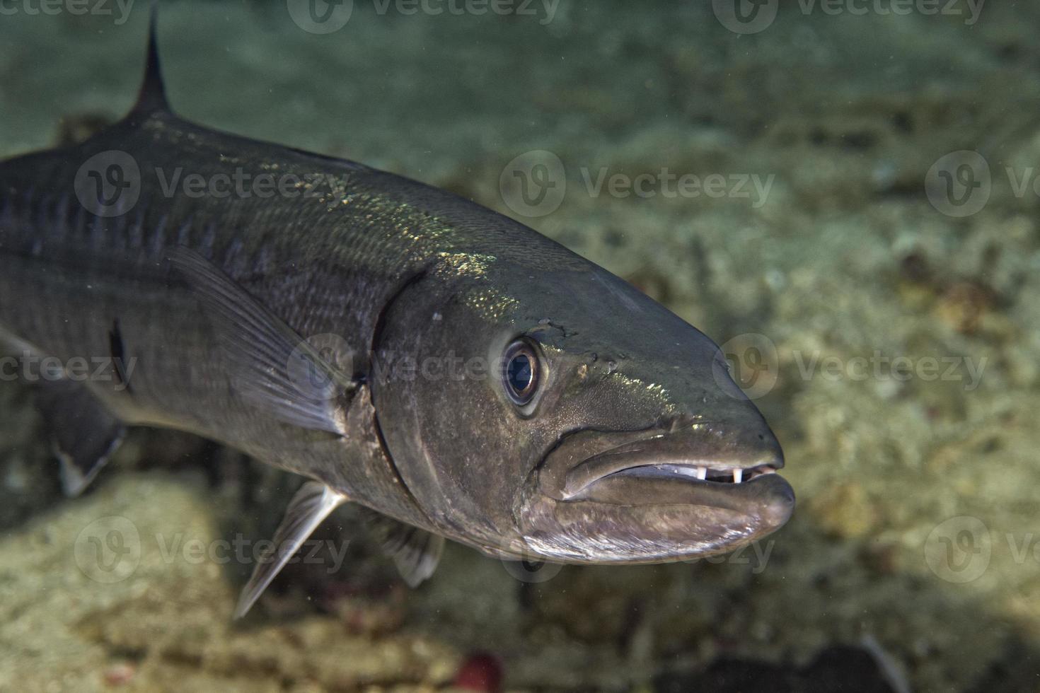 pez barracuda bajo el agua foto