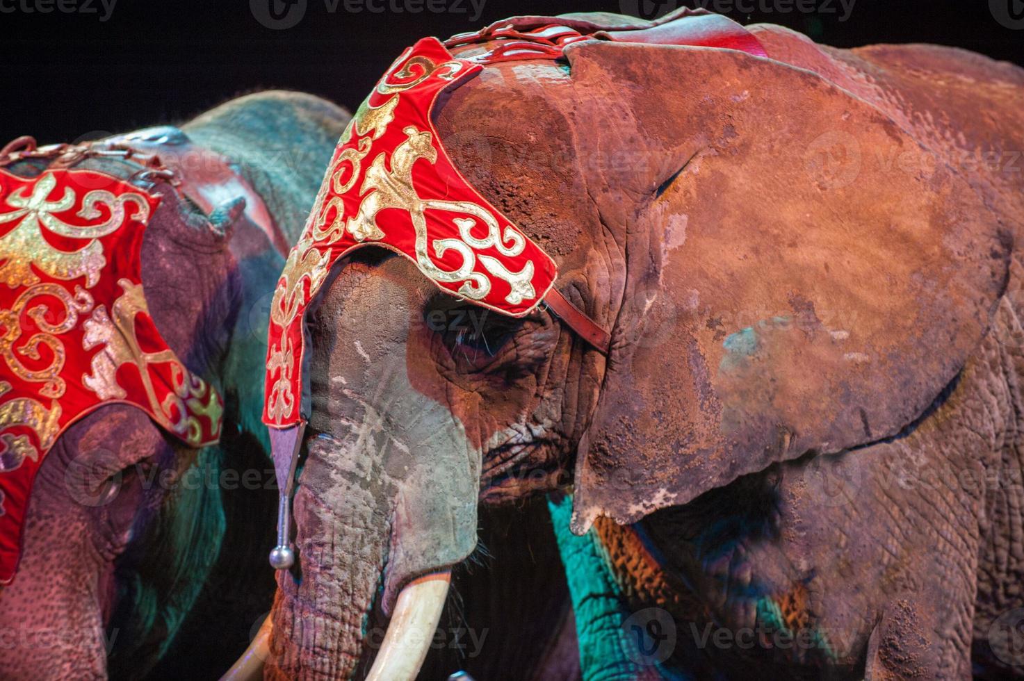 elefante de circo cerrar detalle en el negro foto