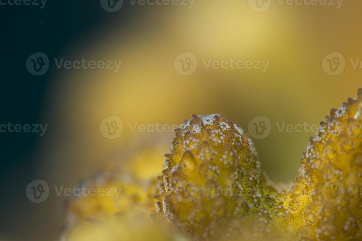 Hard coral macro detail while diving in Indonesia photo