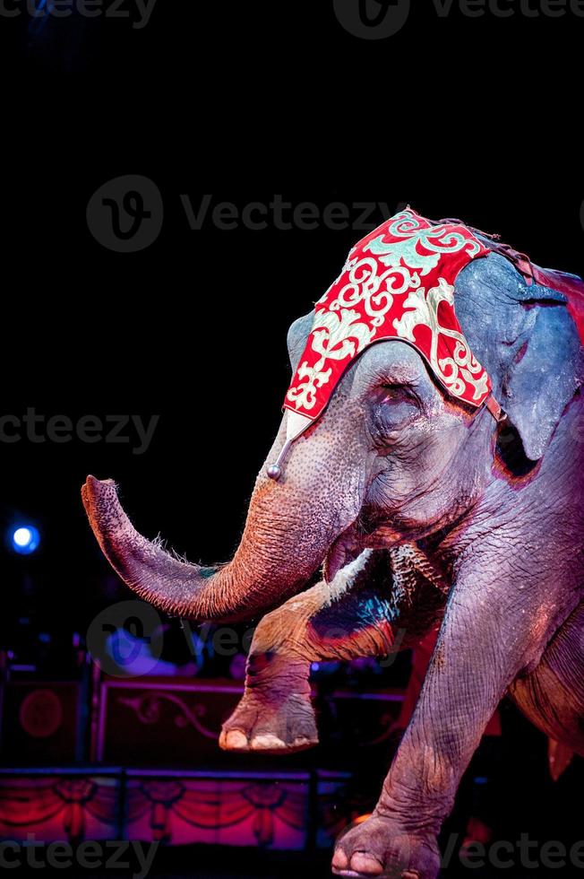 circus elephant on the black photo