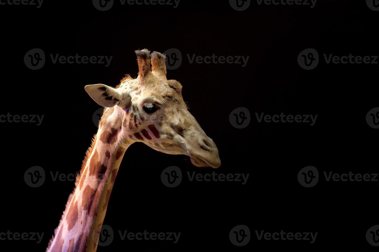 Circus giraffe close up portrait photo