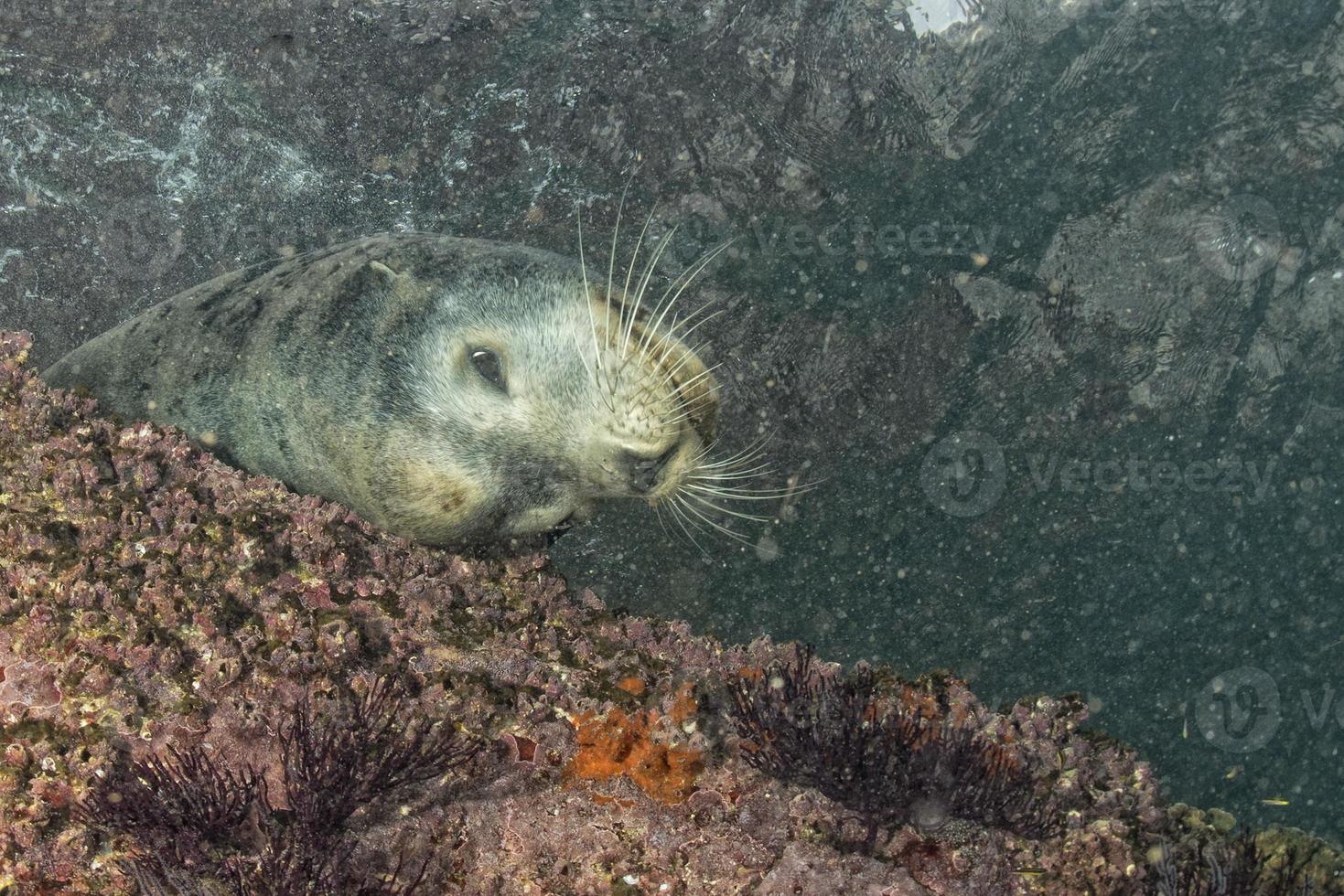 Male sea lion underwater looking at you photo