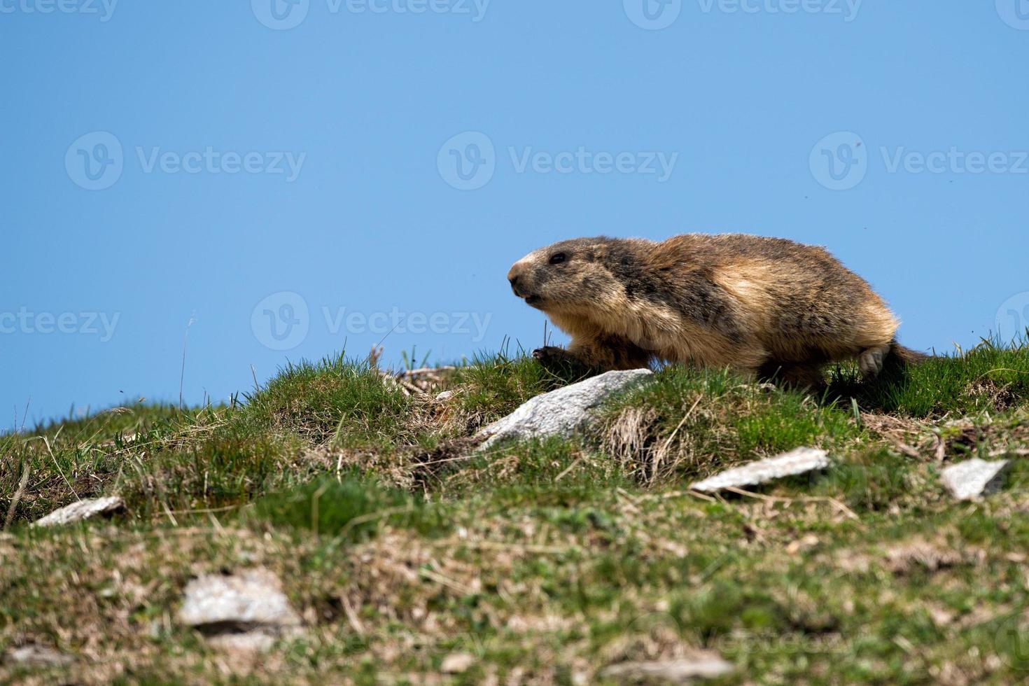 Retrato de marmota de cerdo molido mientras te mira foto