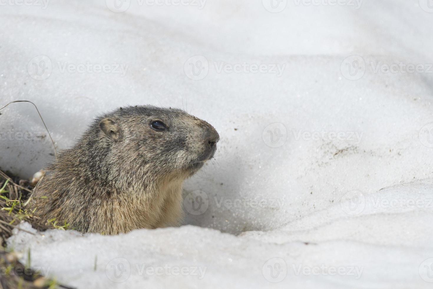 marmota aislada mientras corre en la nieve foto