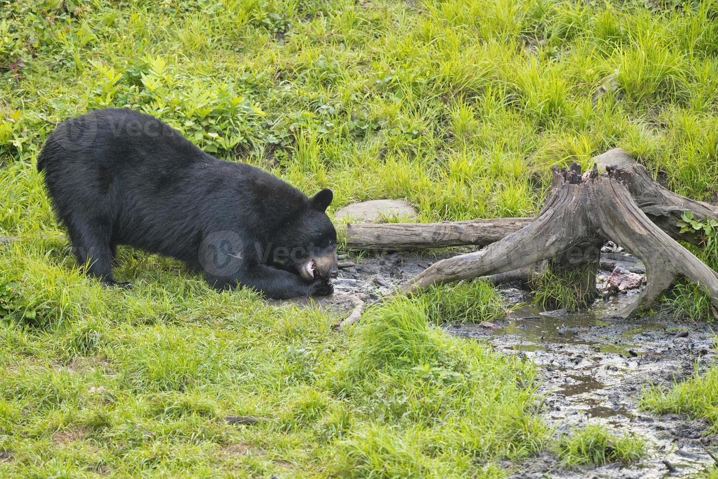 A black bear while eating a donut photo