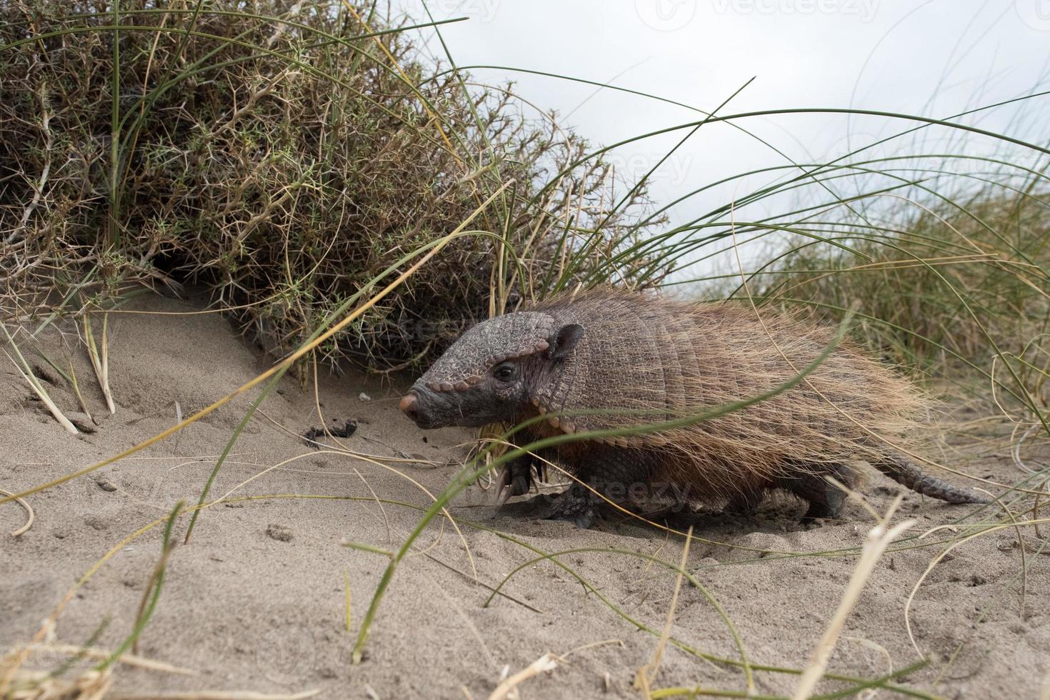 Sud America armadillo close up portrait photo