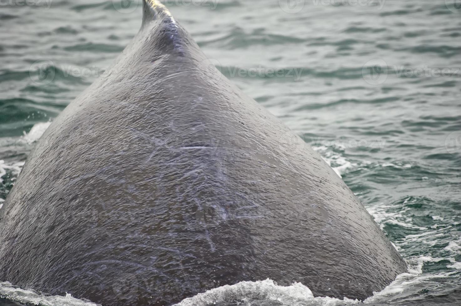 Humpback whale very close while going down in Glacier Bay Alaska photo