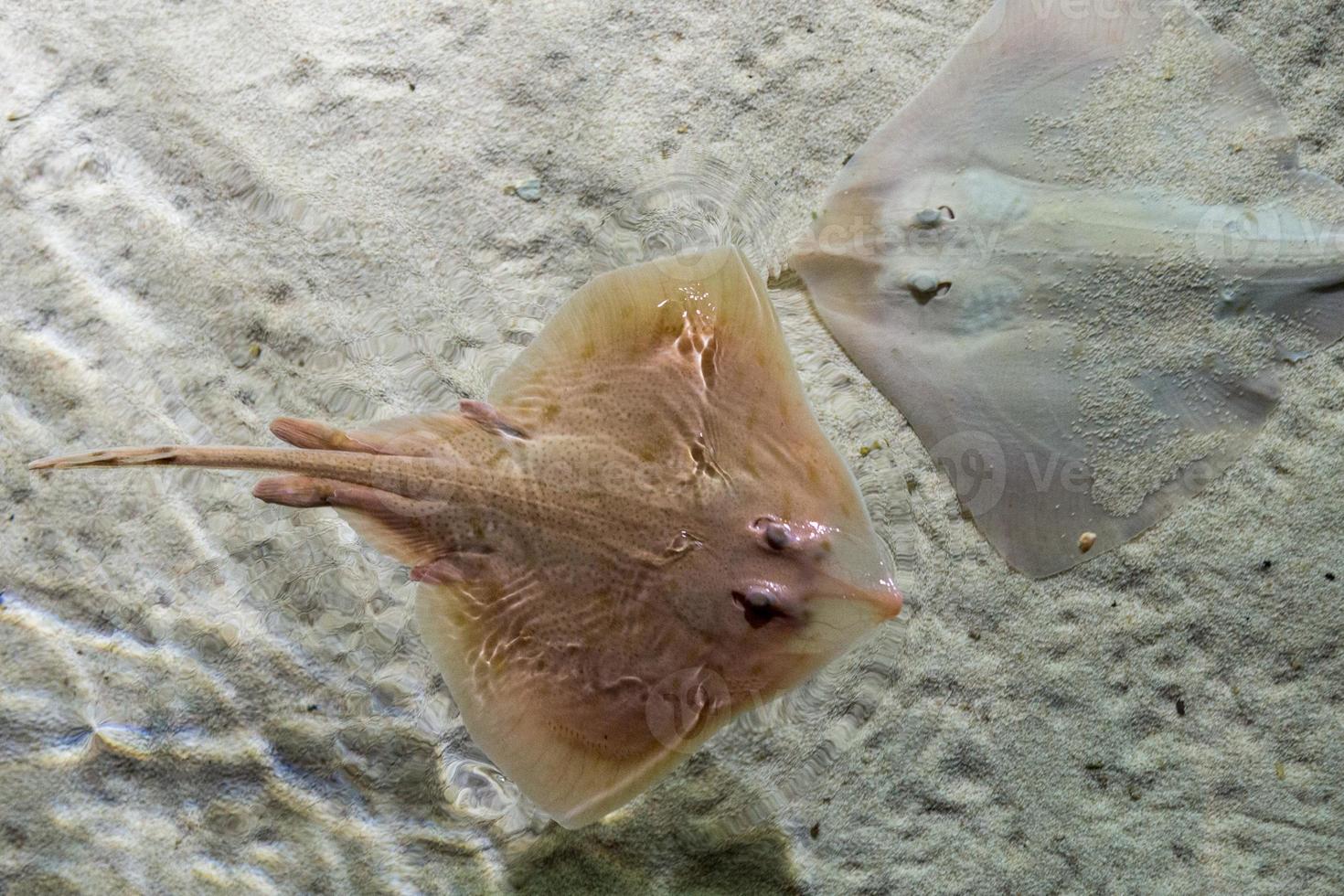 parsnip stingray fish on sand photo