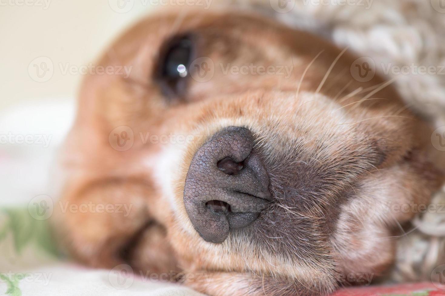 dog nose macro detail close up photo