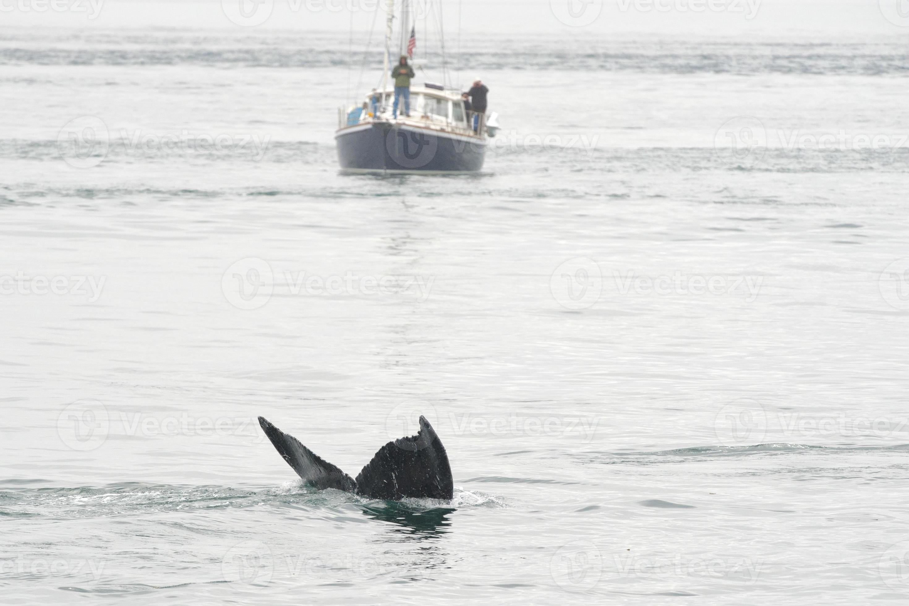 Humpback whale in Alaska 17235137 Stock Photo at Vecteezy
