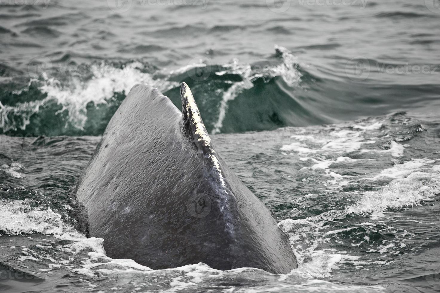 Enorme ballena jorobada volver de cerca chapoteo glaciar bay alaska foto