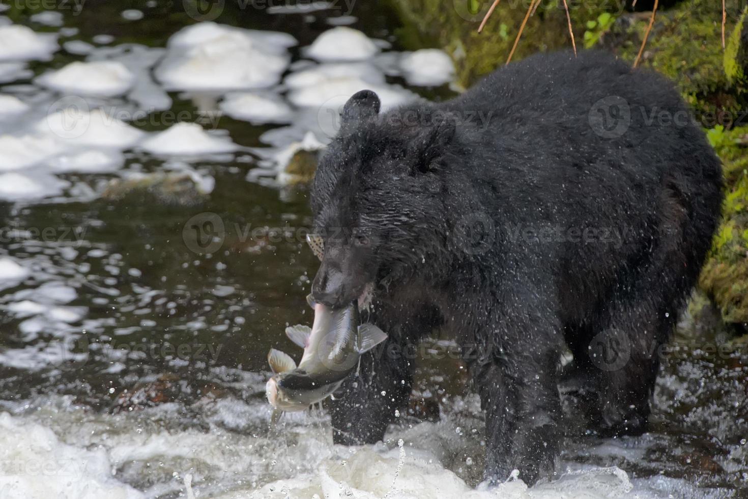 A black bear catching a salmon in Alaska river photo