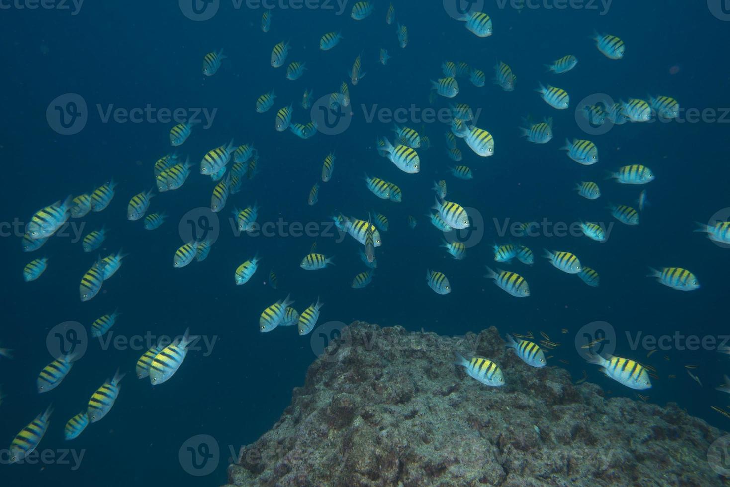 pilot fish while diving photo
