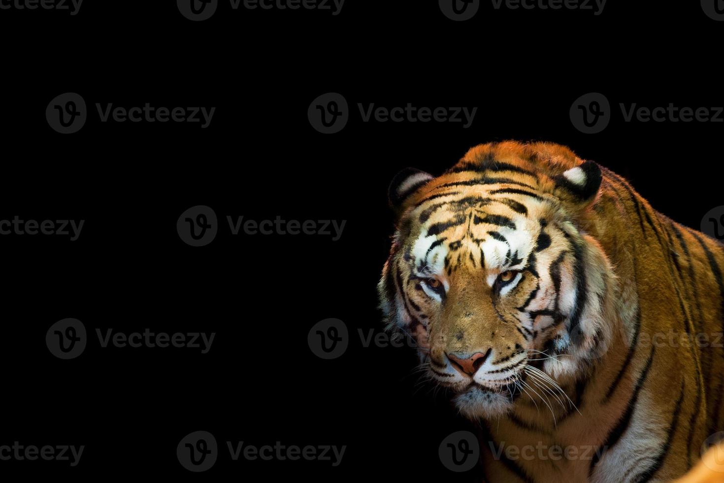 A tiger ready to attack looking at you photo
