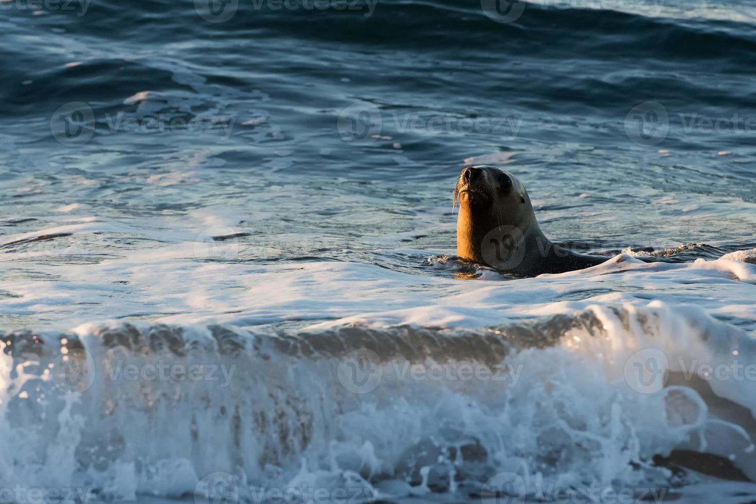 león marino de la patagonia en la playa foto