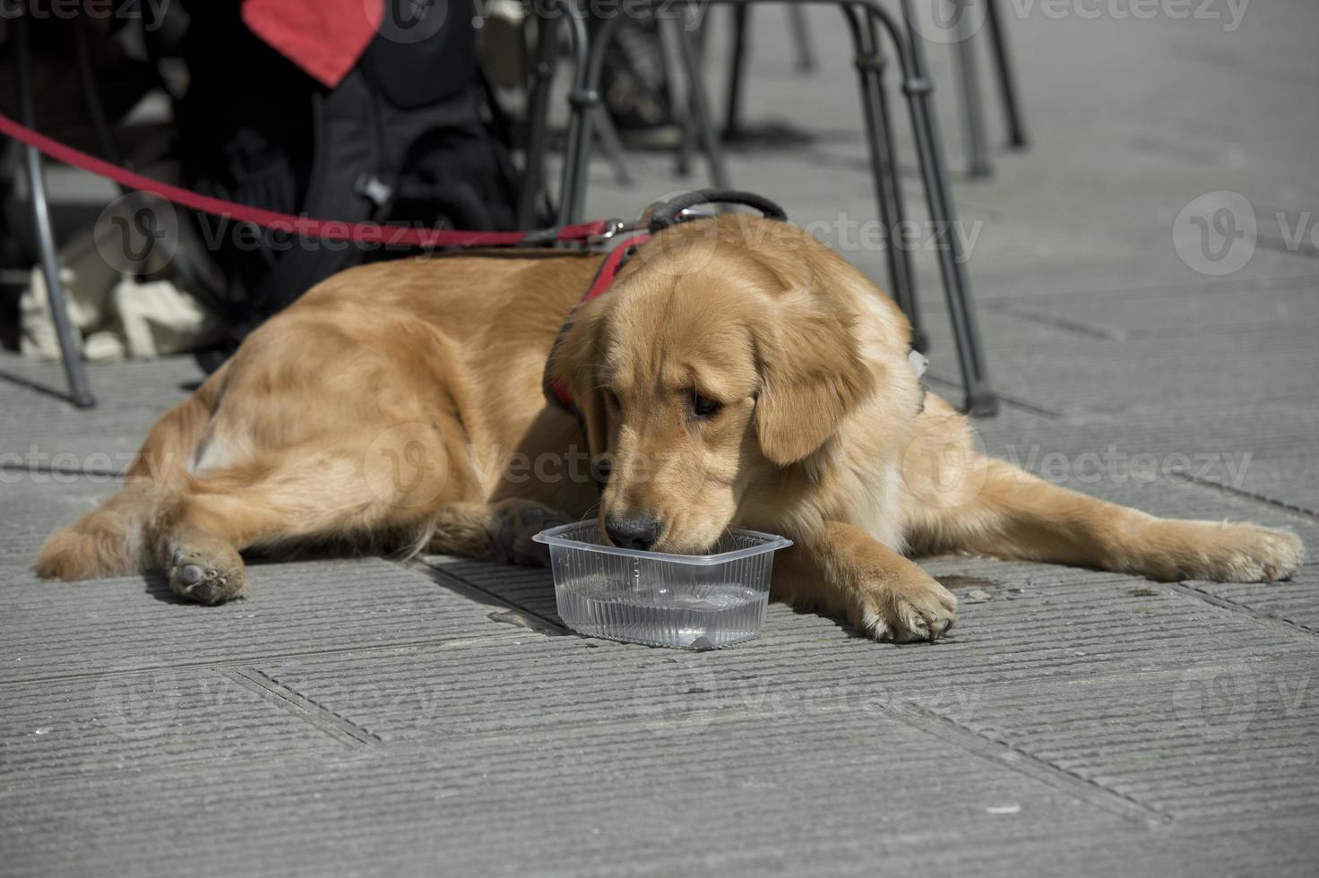 perro golden retriever foto