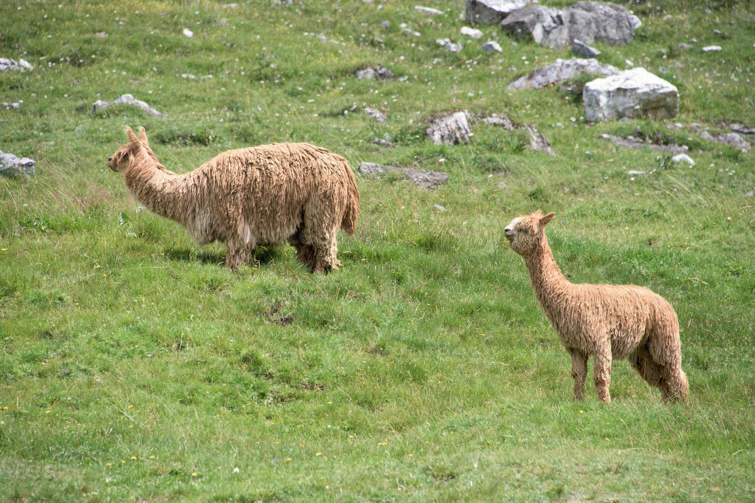 alpaca portrait while looking at you photo