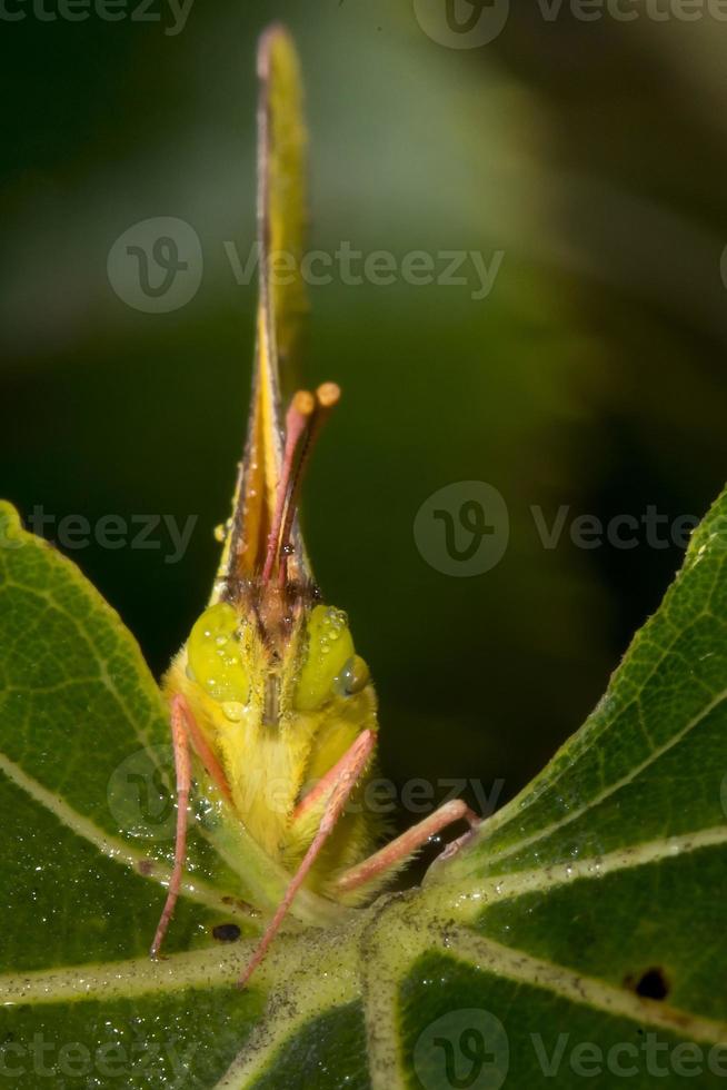 retrato de primer plano de mariposa amarilla foto