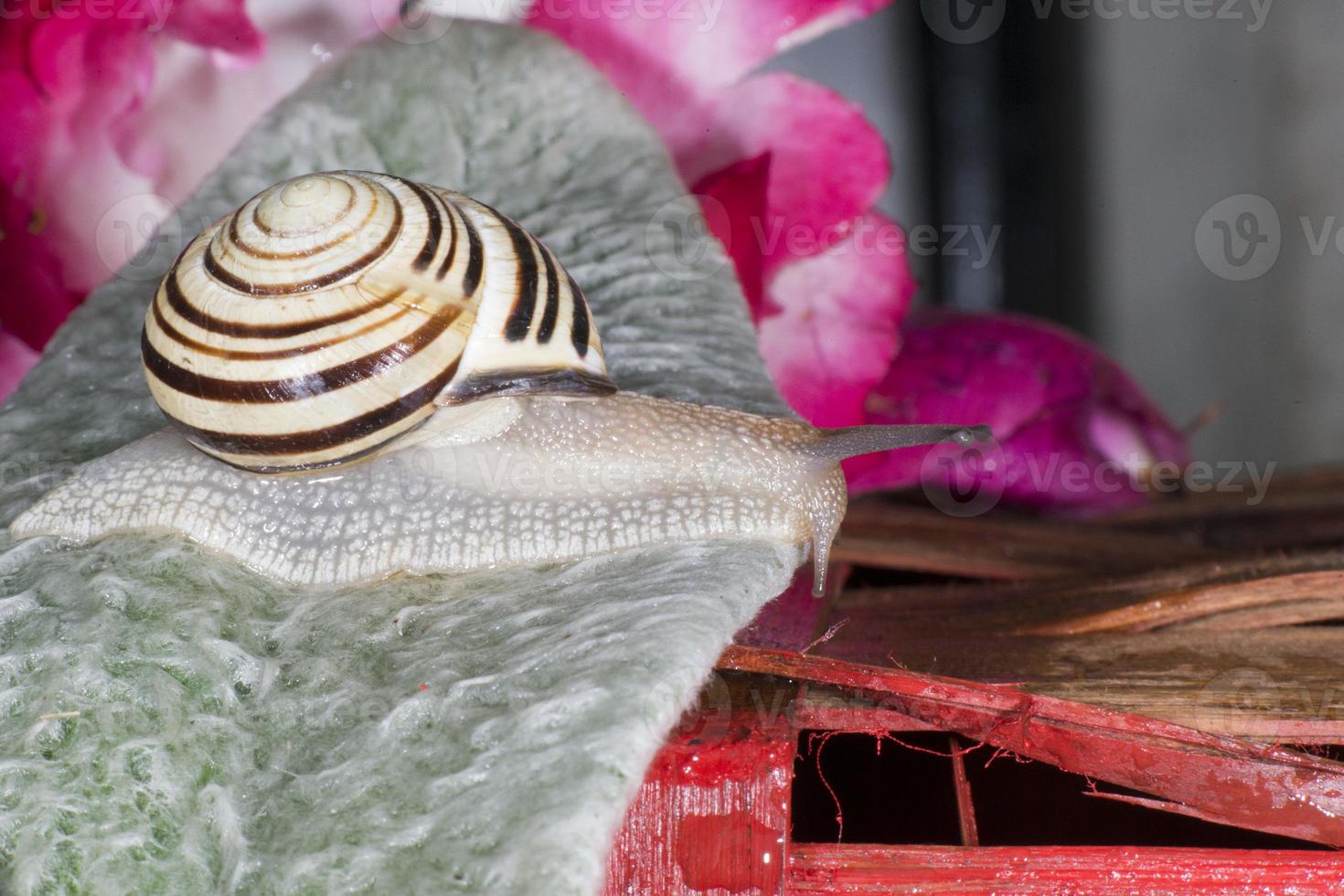 Antenna snail close up portrait photo