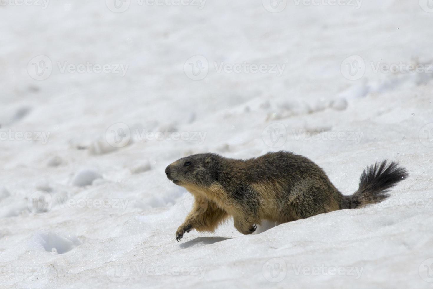 Isolated Marmot while running on the snow photo