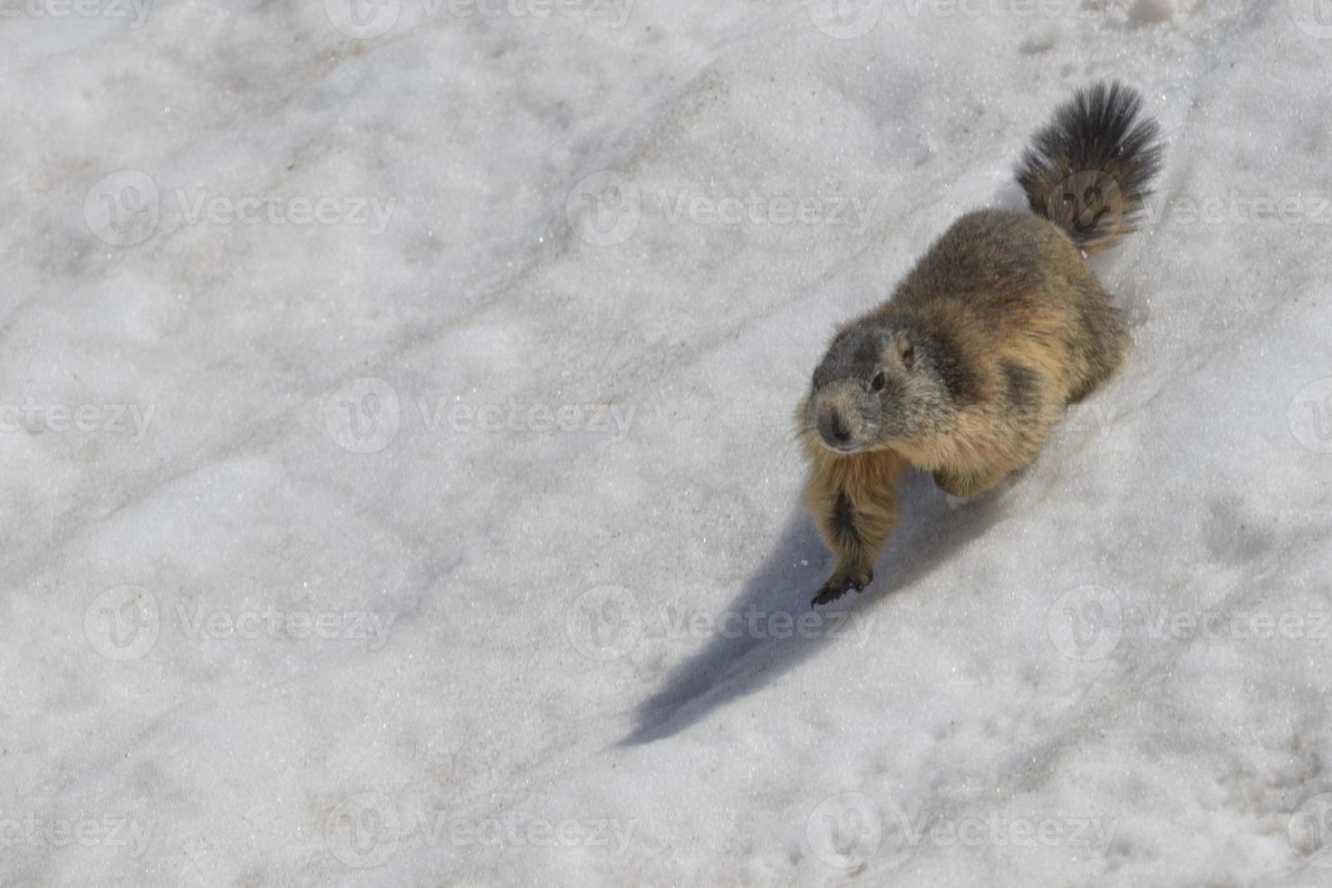 Isolated Marmot while running on the snow photo