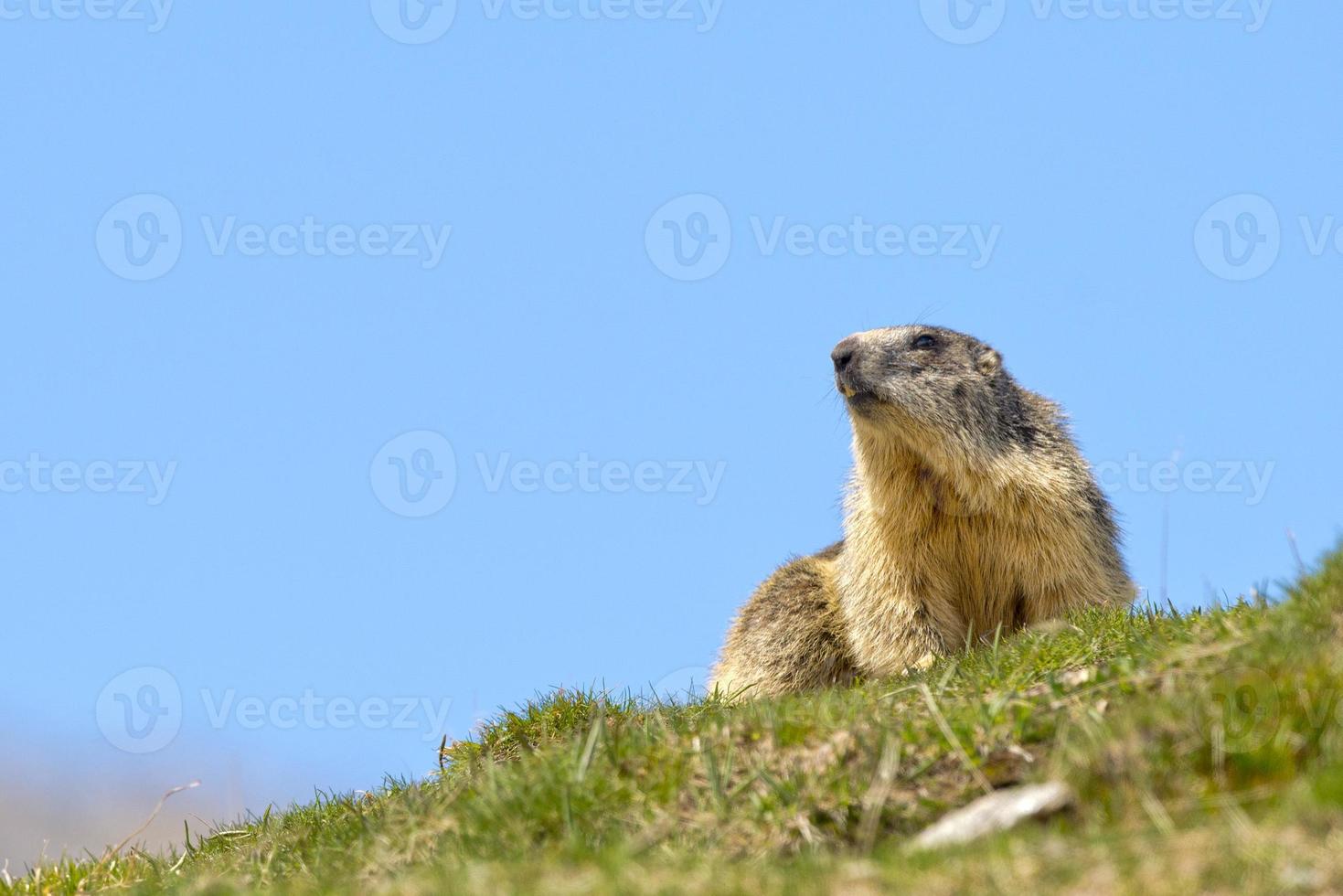 Marmot portrait while looking at you photo
