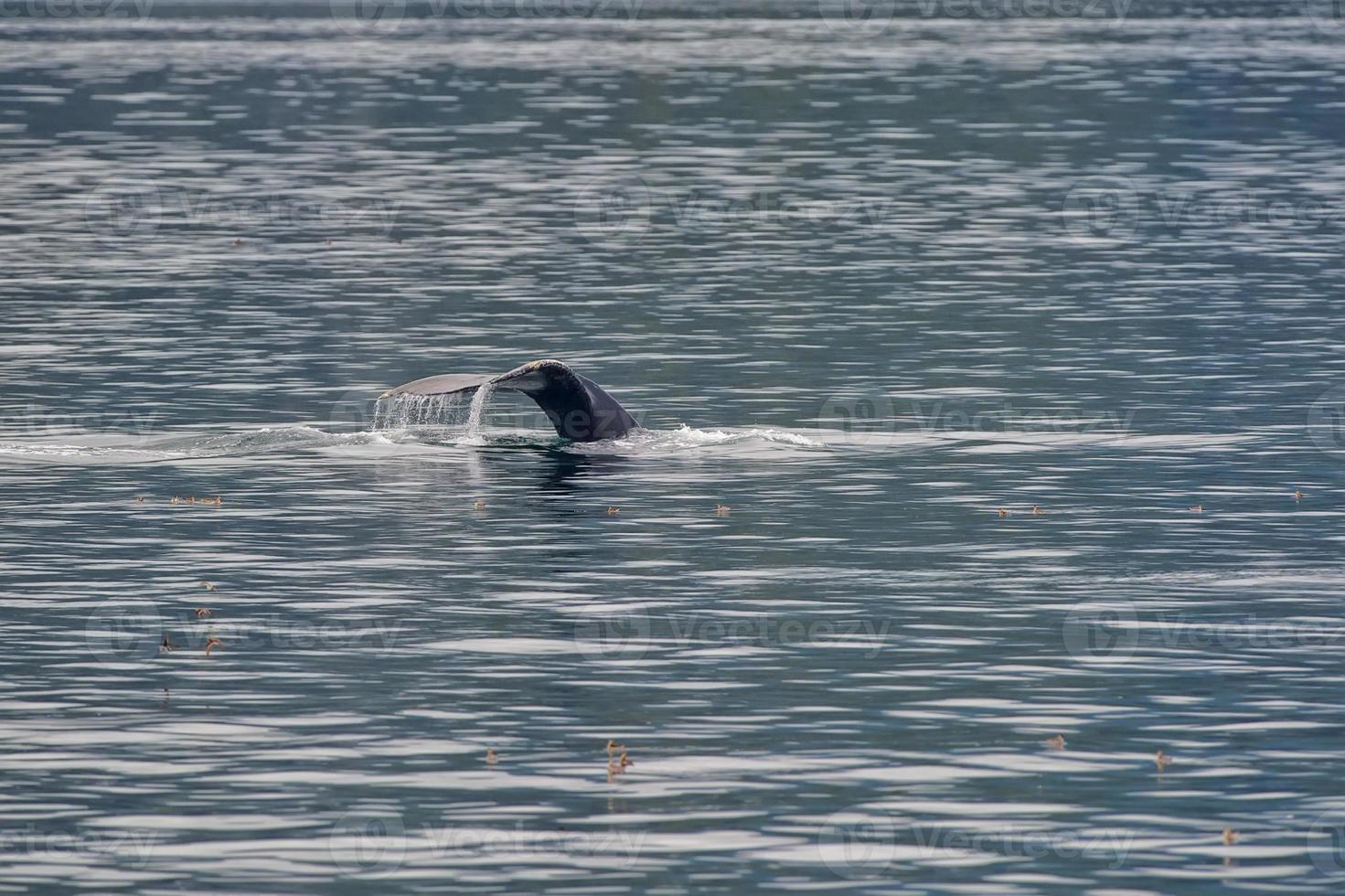 Humpback whale tail while going down in Glacier Bay Alaska photo