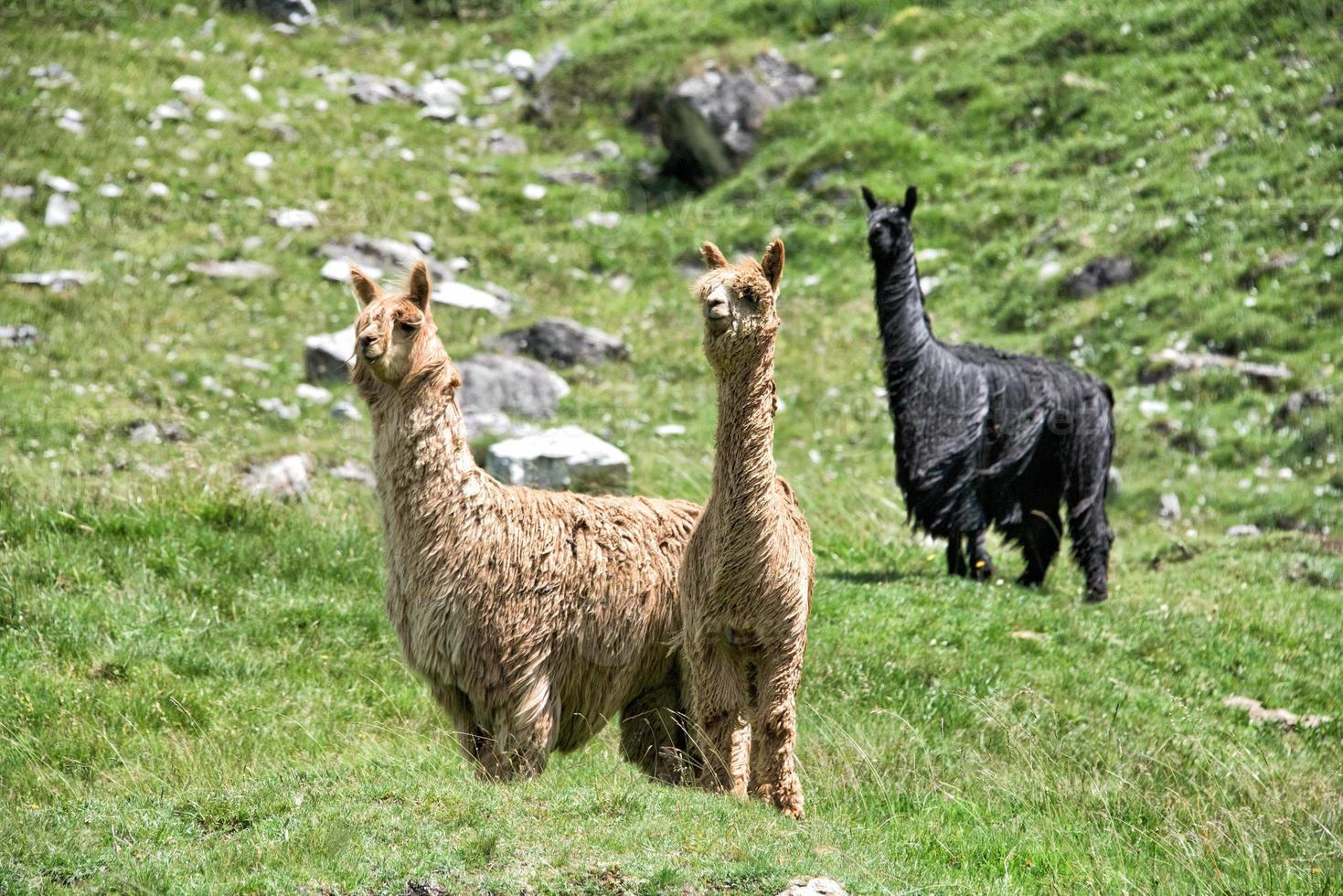 alpaca portrait while looking at you photo